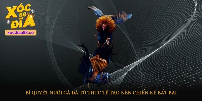 Bí quyết nuôi gà đá từ thực tế tạo nên chiến kê bất bại