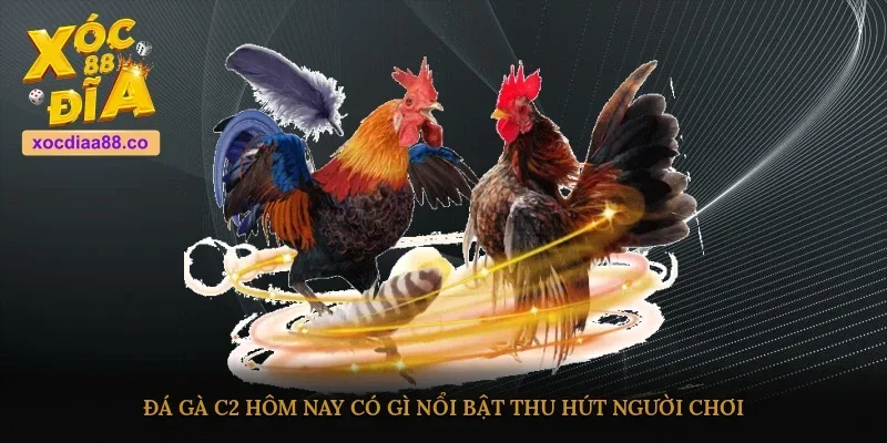 Đá gà C2 hôm nay có gì nổi bật thu hút người chơi?